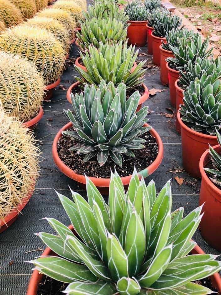 Agave Victoria Reginae - Agaves - Image 2