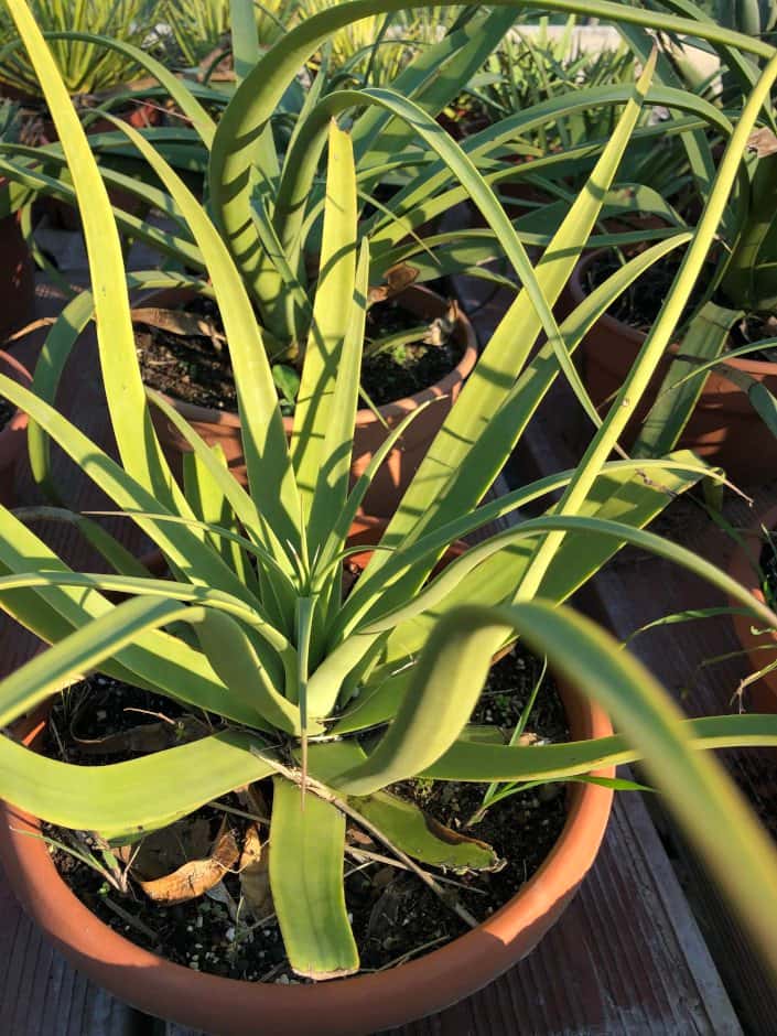 Agave Bracteosa - Agaves