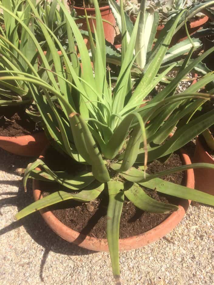 Agave Bracteosa - Agaves - Image 2