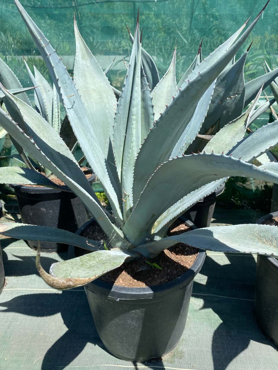 Agave segurae - Agaves