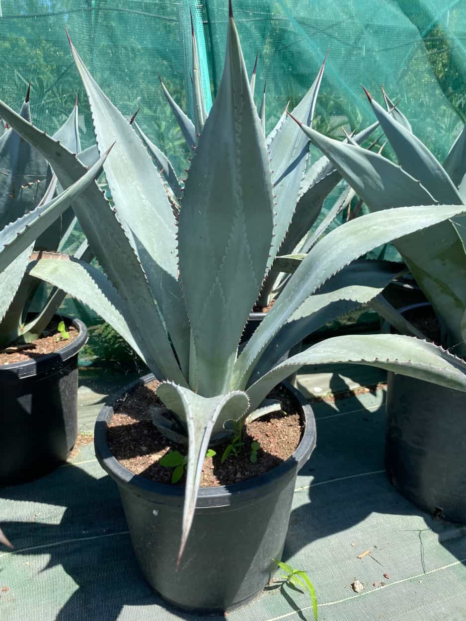 Agave segurae - Agaves - Image 2