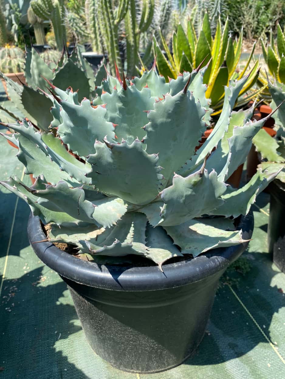 Agave Potatorum - Agaves