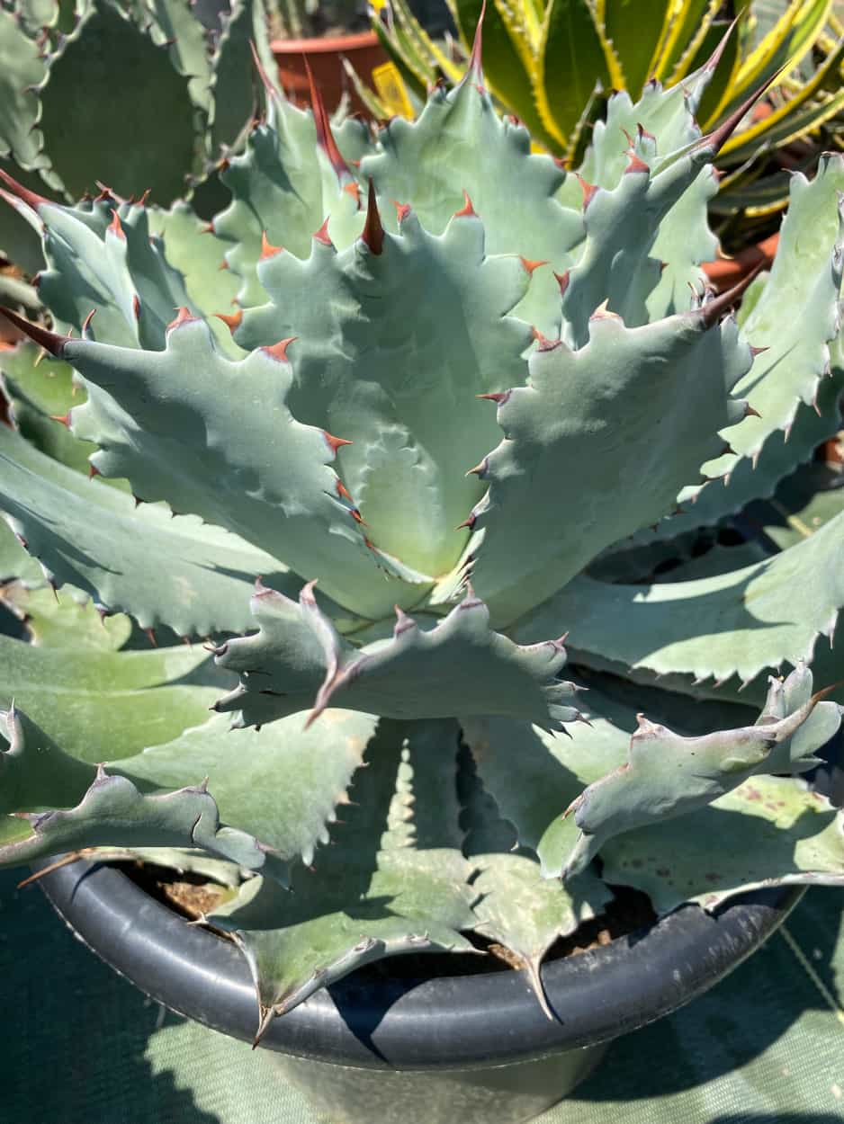 Agave Potatorum - Agaves - Image 2