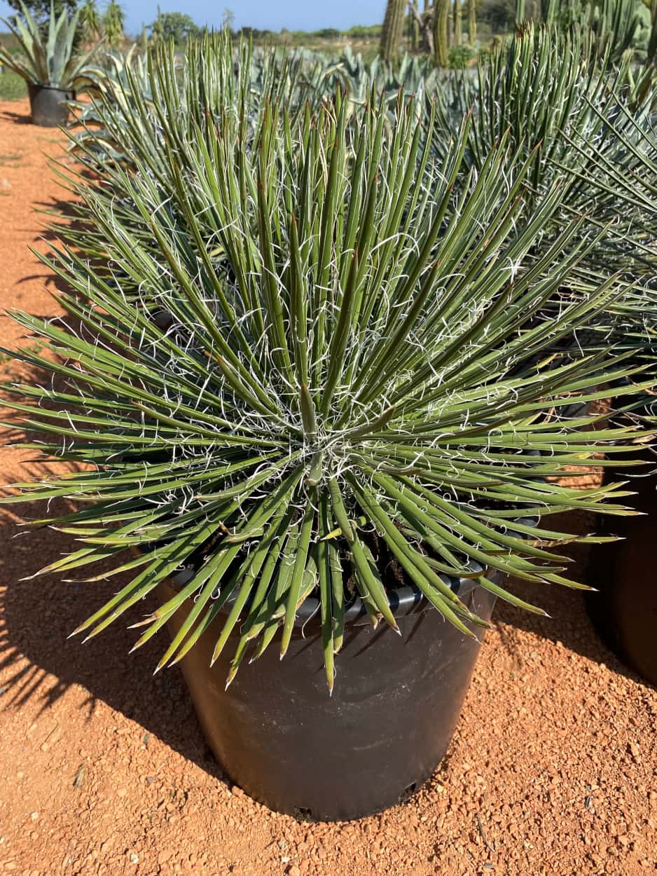 Agave Geminiflora - Agaves