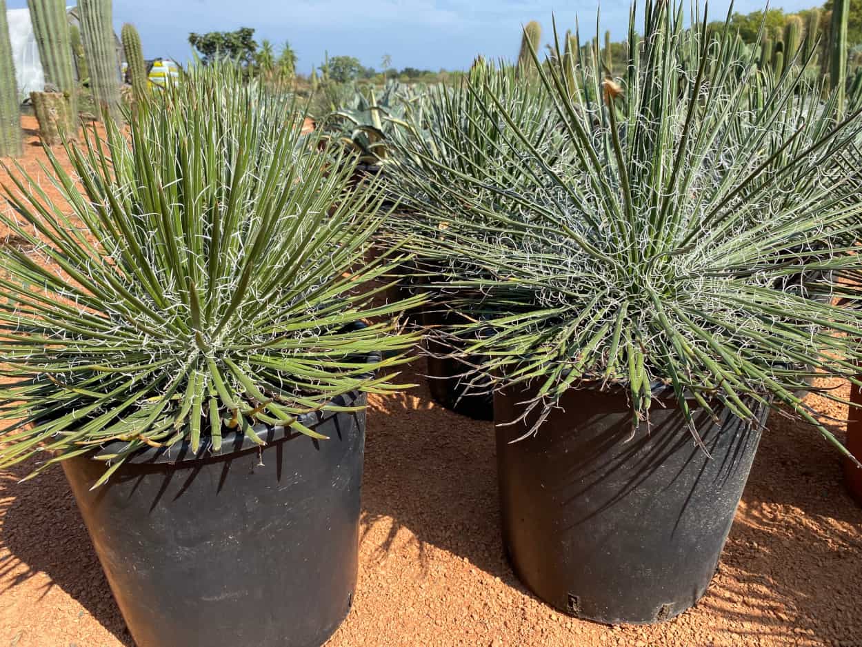 Agave Geminiflora - Agaves - Image 2