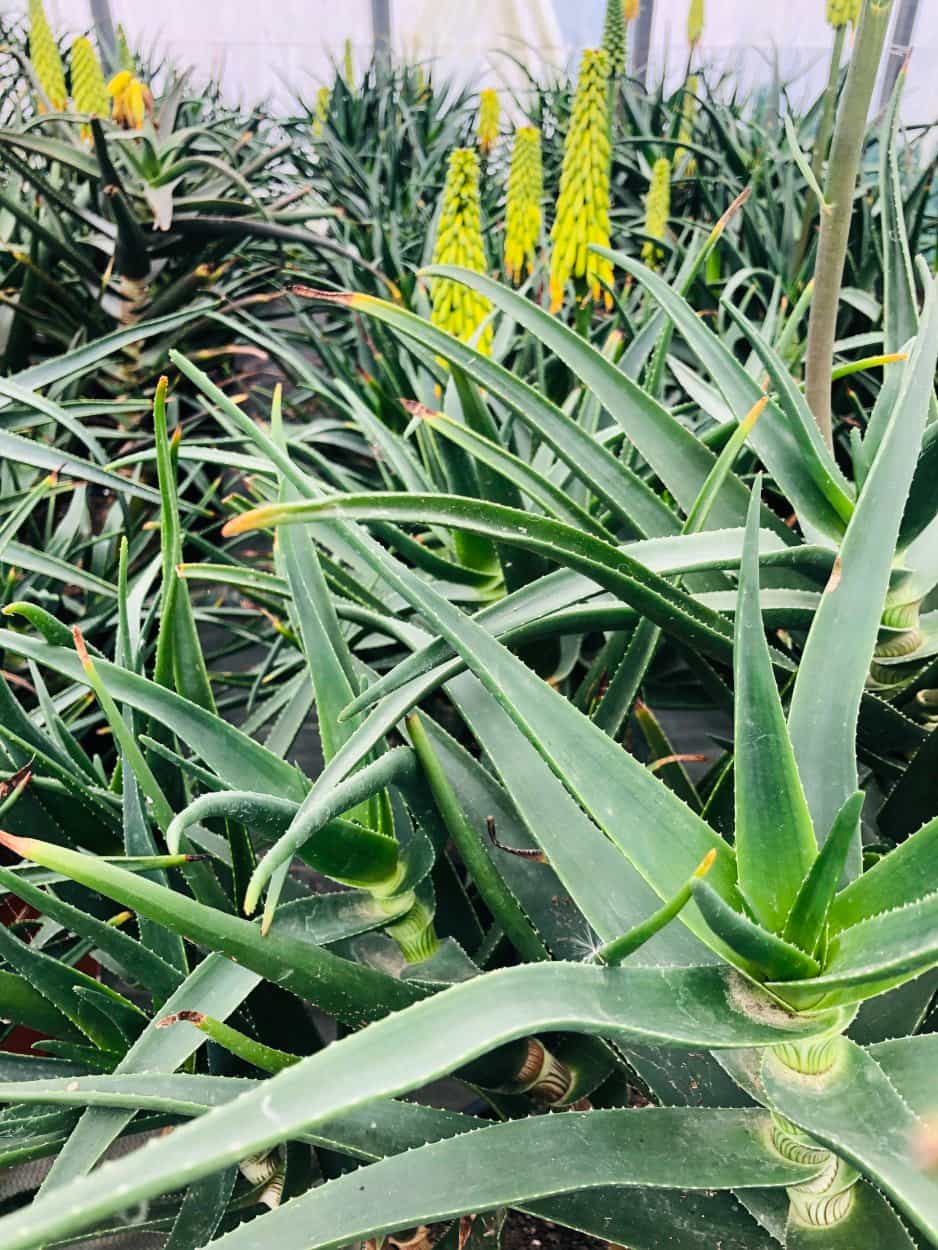 Aloe Striatula - Aloès - Image 2