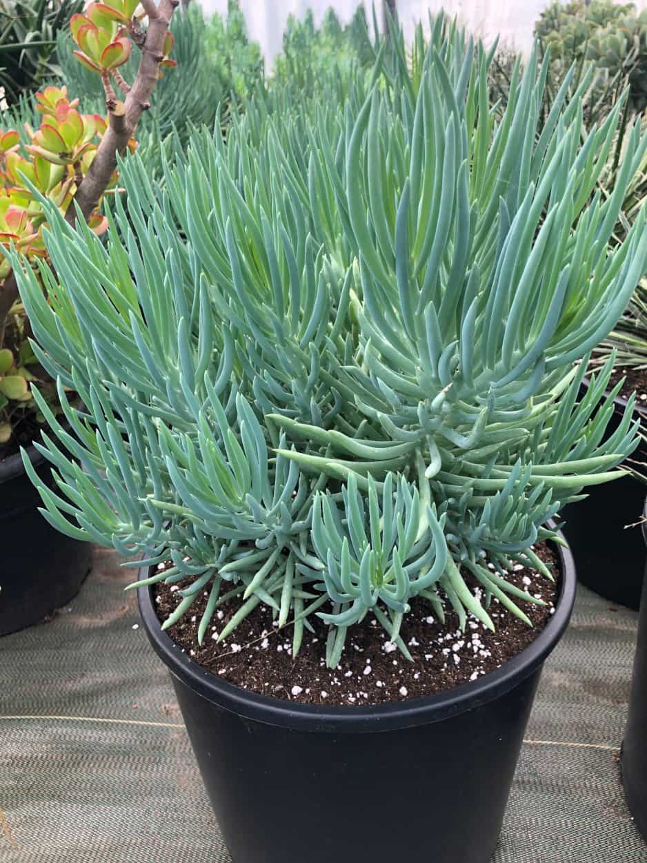 Senecio Serpens - Plantes Grasses - Image 2