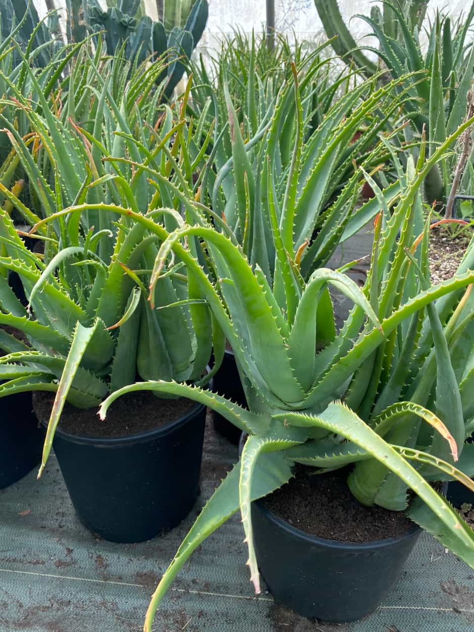 Aloe Hybride - Aloès - Image 2