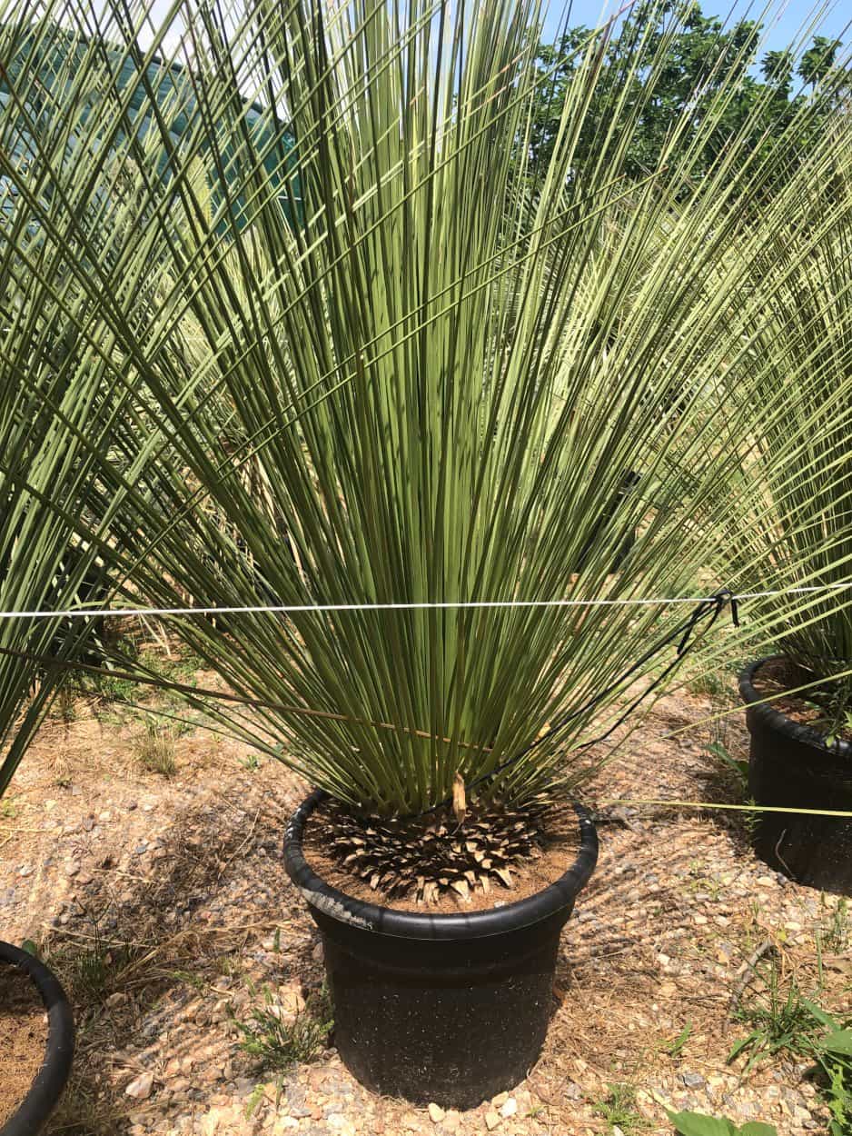 Dasylirion Longissimum - Dasylirions - Image 2