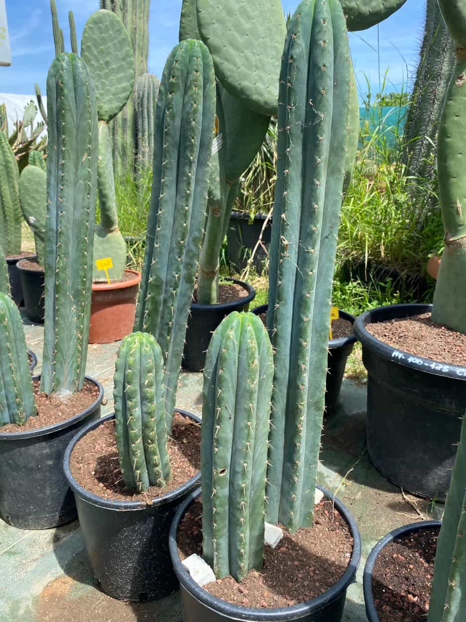 Trichocereus Pachanoi en groupe - Cactus - Image 2