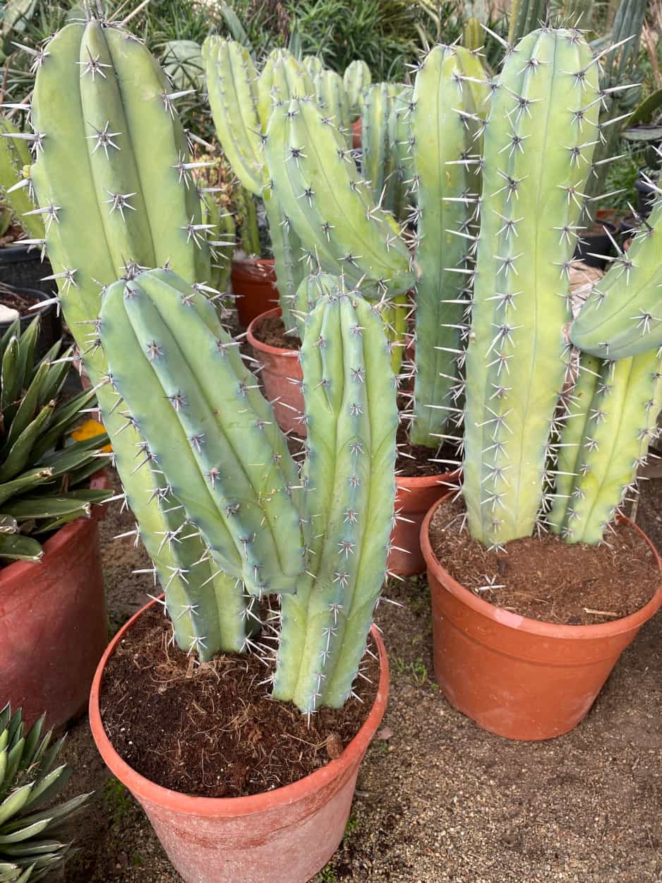 Myrtillocactus Geometrizans - Image 2