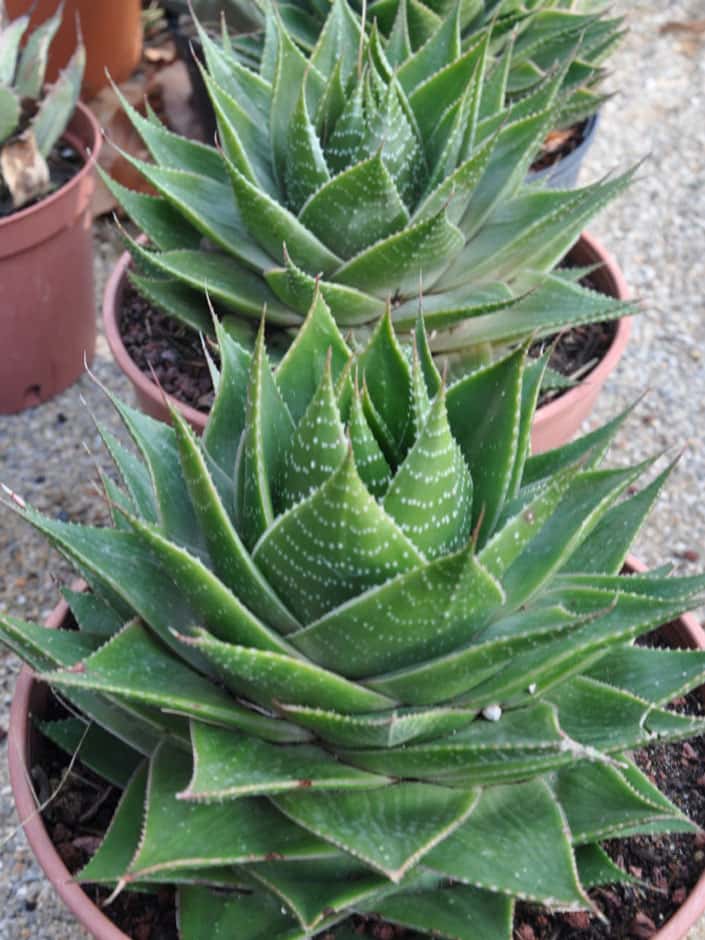 Aloe Cosmo - Aloès