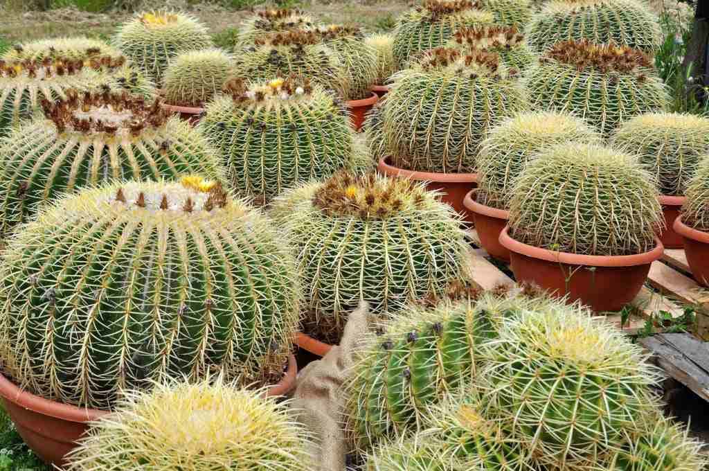 Echinocactus Grusonii - Cactus