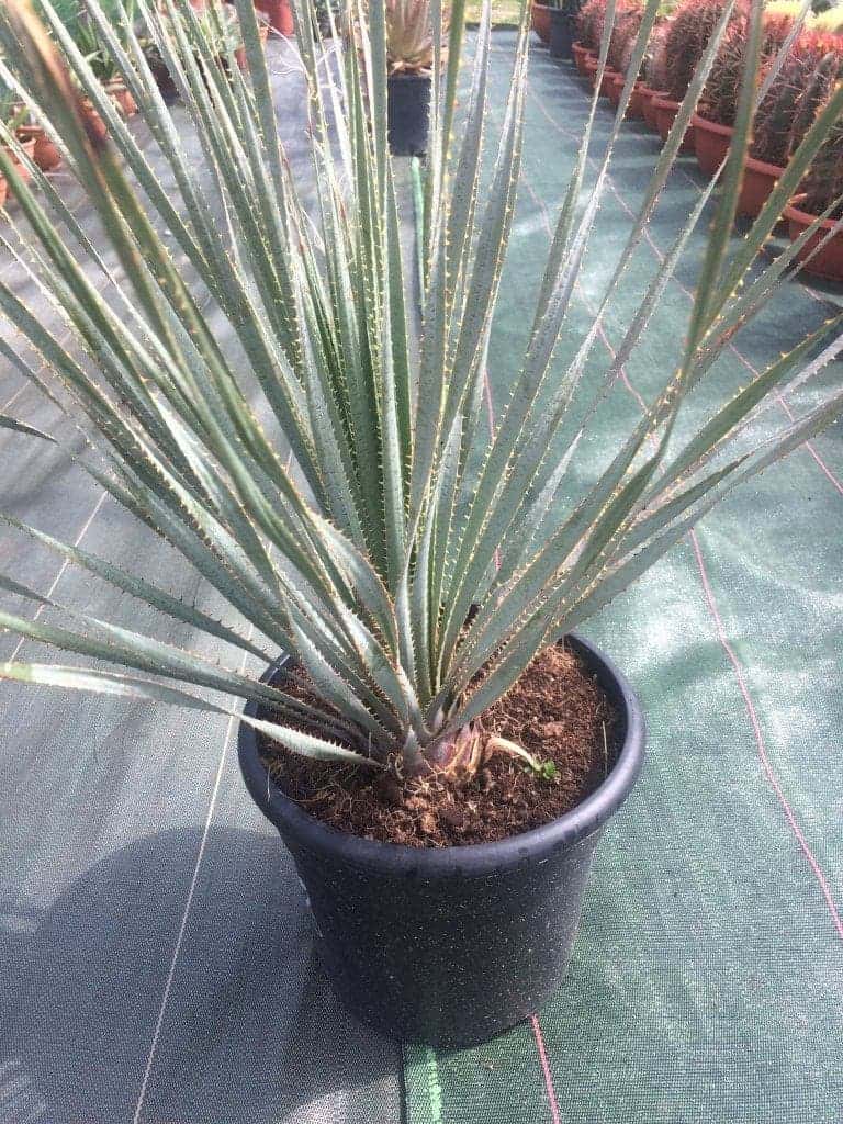 Dasylirion glaucophylum - Dasylirions