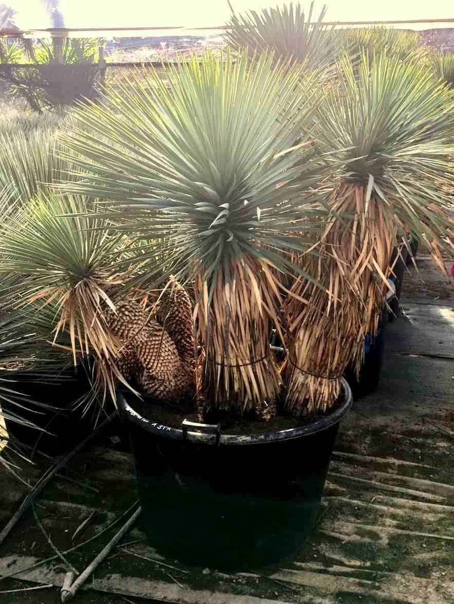 Yucca Rostrata multi-tête - Yuccas, Sujets exceptionnels
