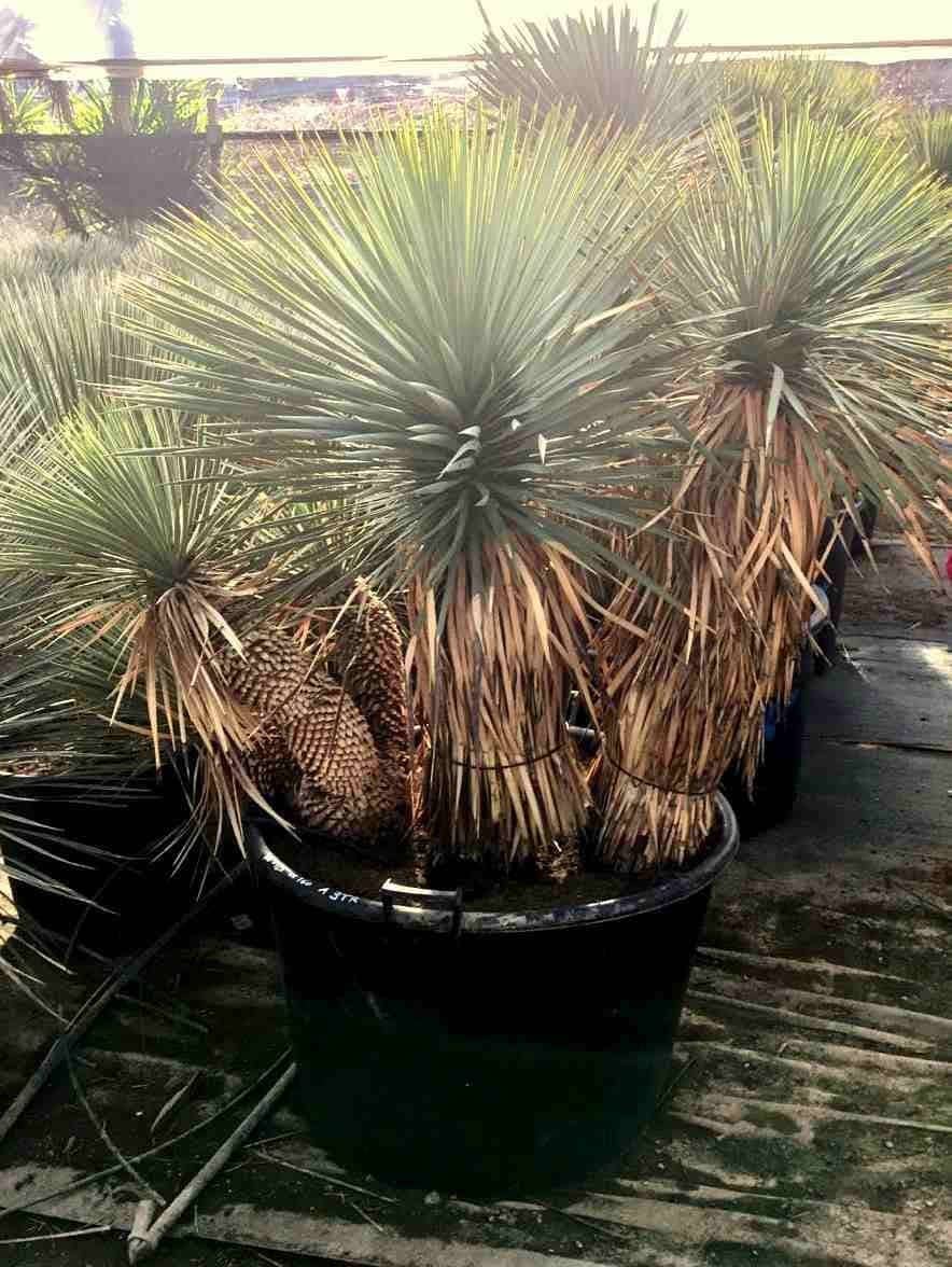 Yucca Rostrata multi-tête