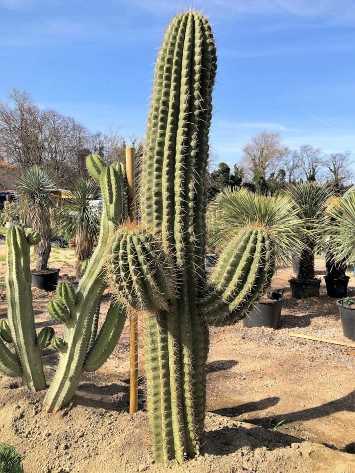 Trichocereus Pasacana Tersheki géant - Sujets Exceptionnels