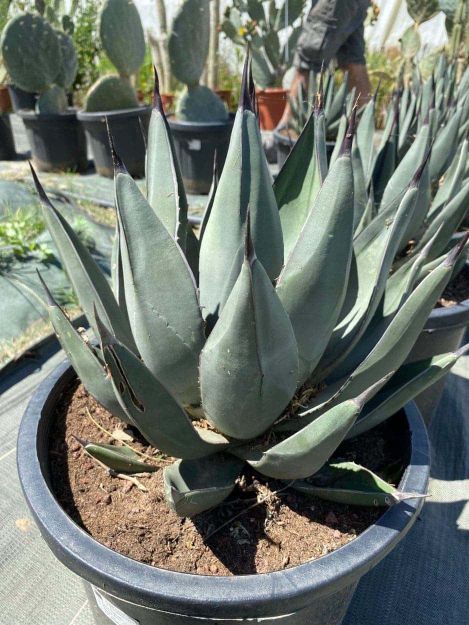 Agave Nigra - Agaves