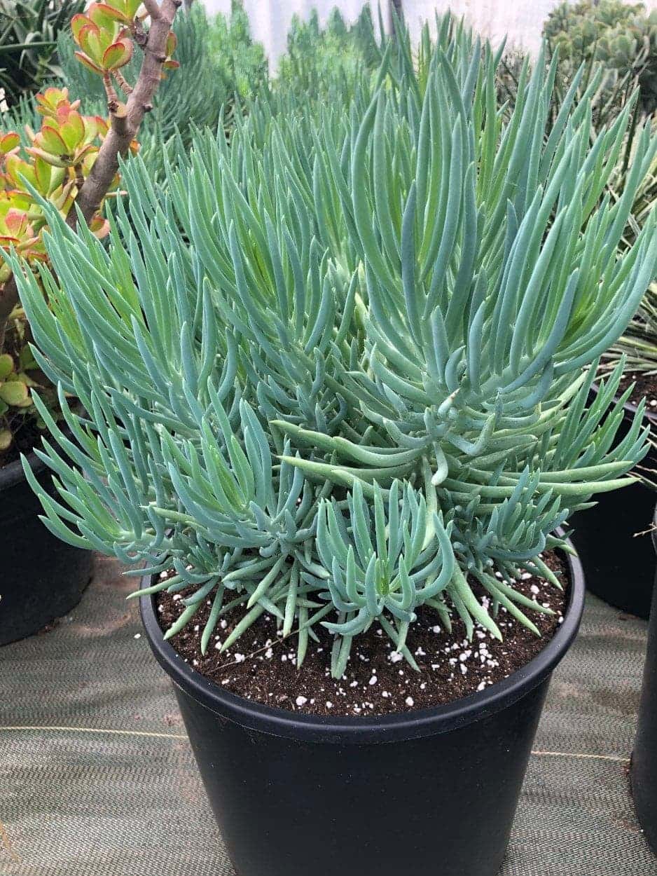 Senecio Serpens - Plantes Grasses