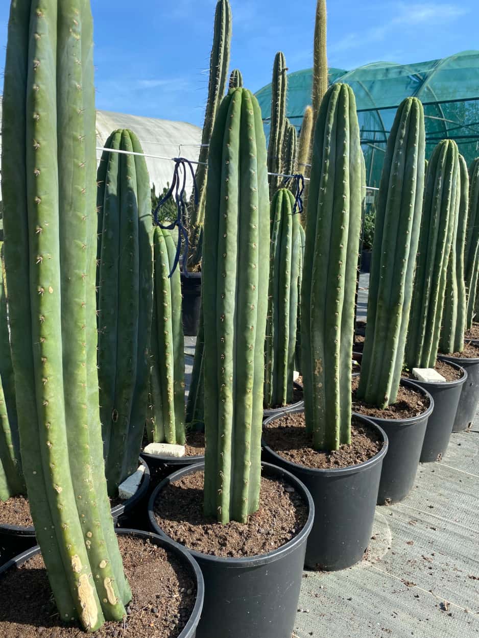 Trichocereus Echinopsis Pachanoi - Cactus