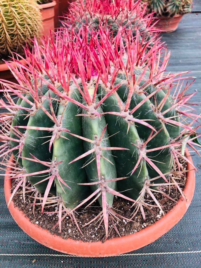 Ferocactus Stainesi/Pilosus