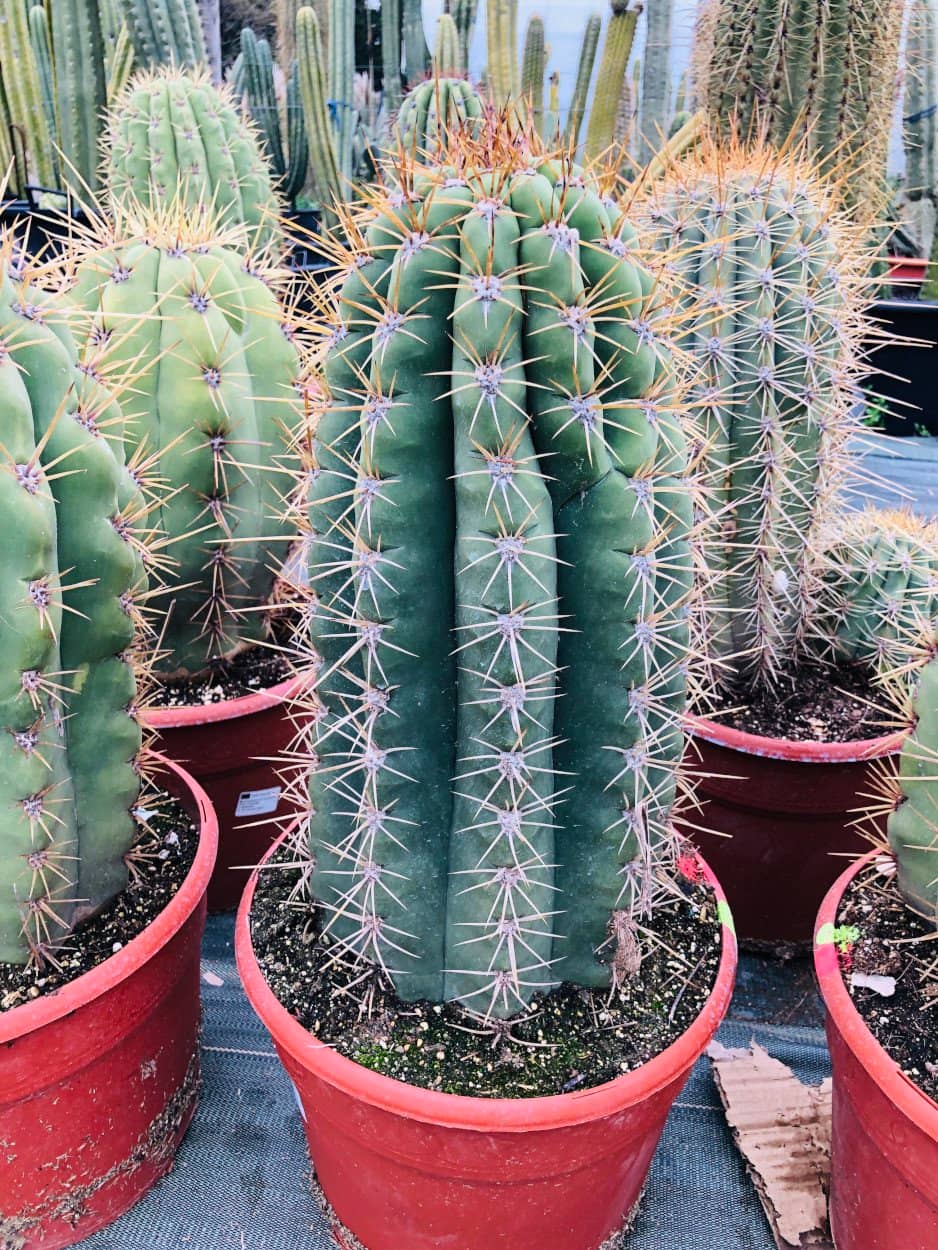 Trichocereus Pasacana