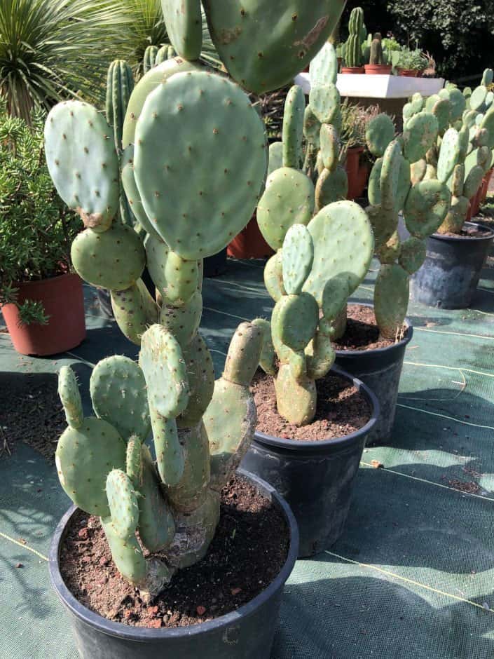 Opuntia Tapona - Cactus