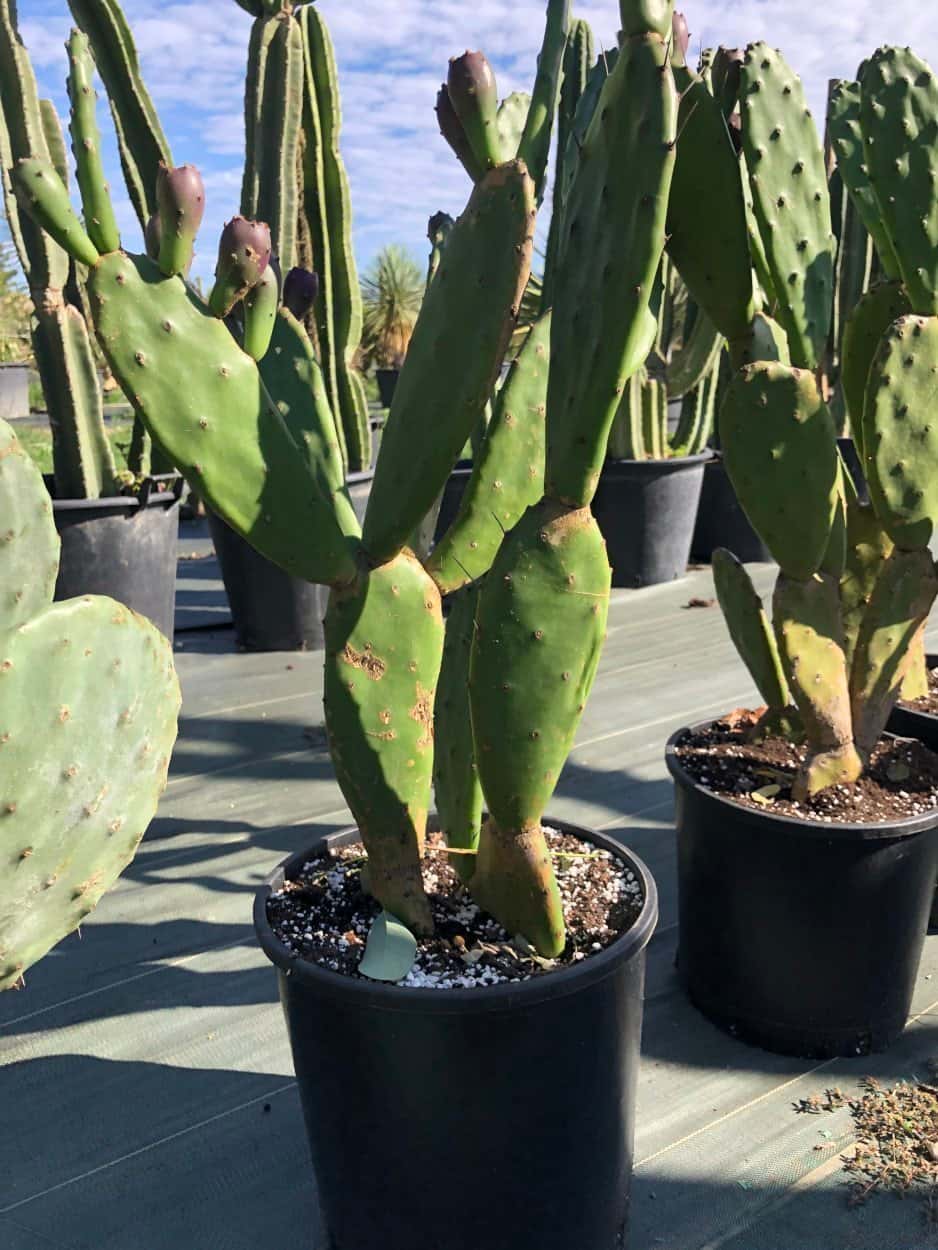 Opuntia Anacantha - Opuntia