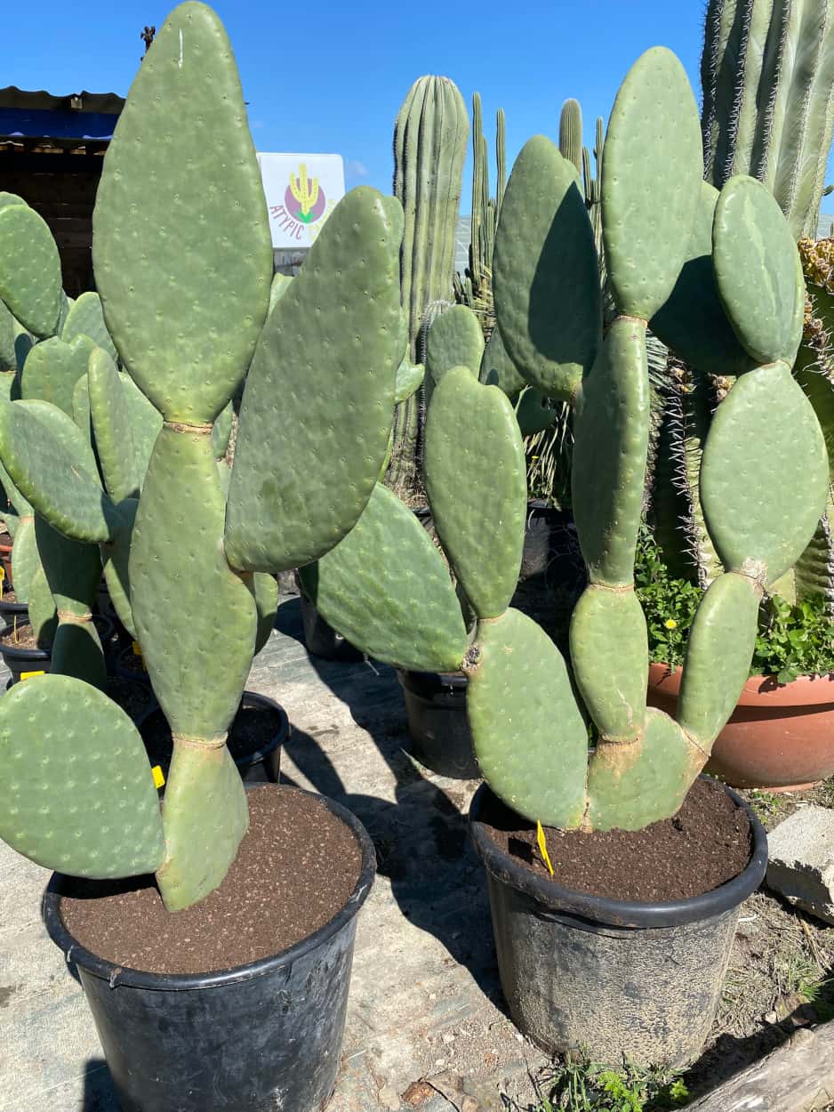 Opuntia Titania