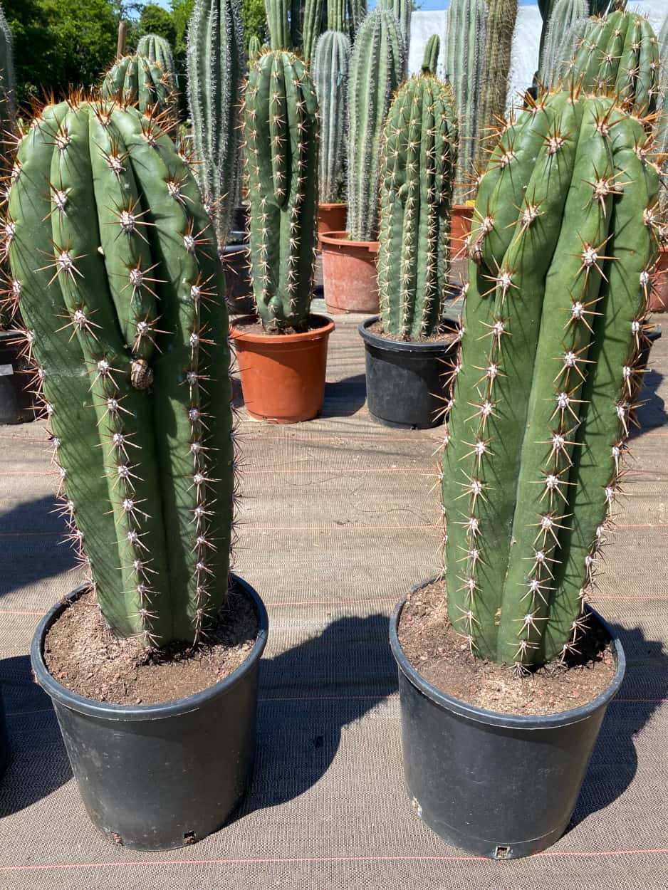Trichocereus Validus - Cactus