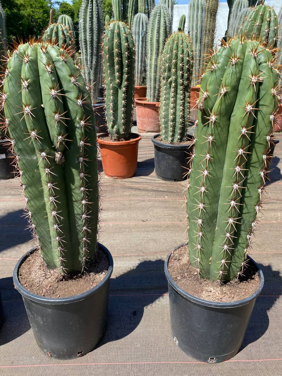 Trichocereus Validus