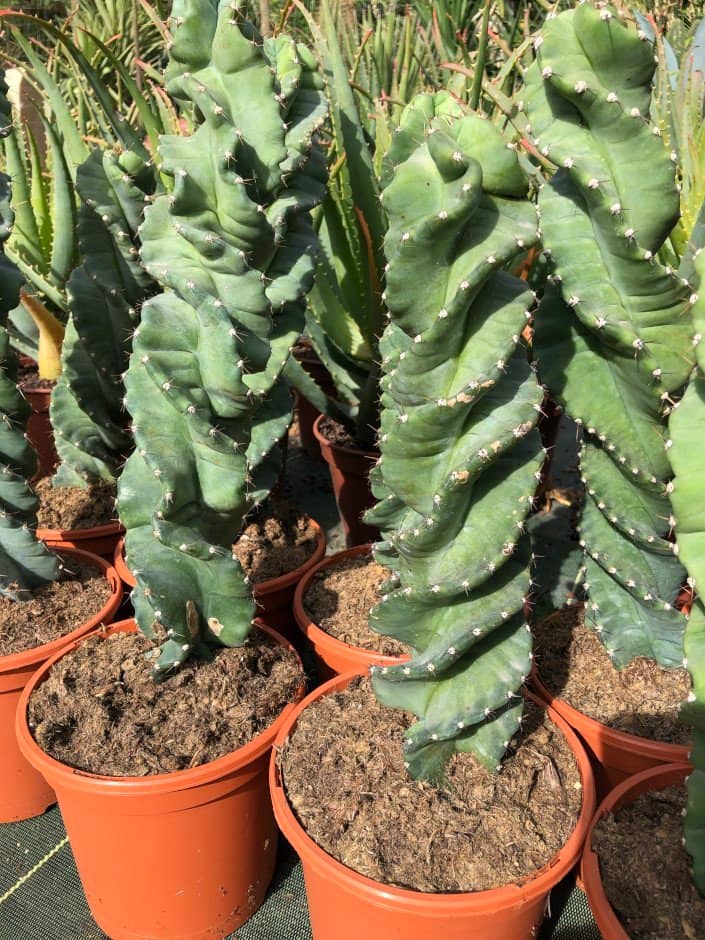 Cereus Forbesii Spiralis