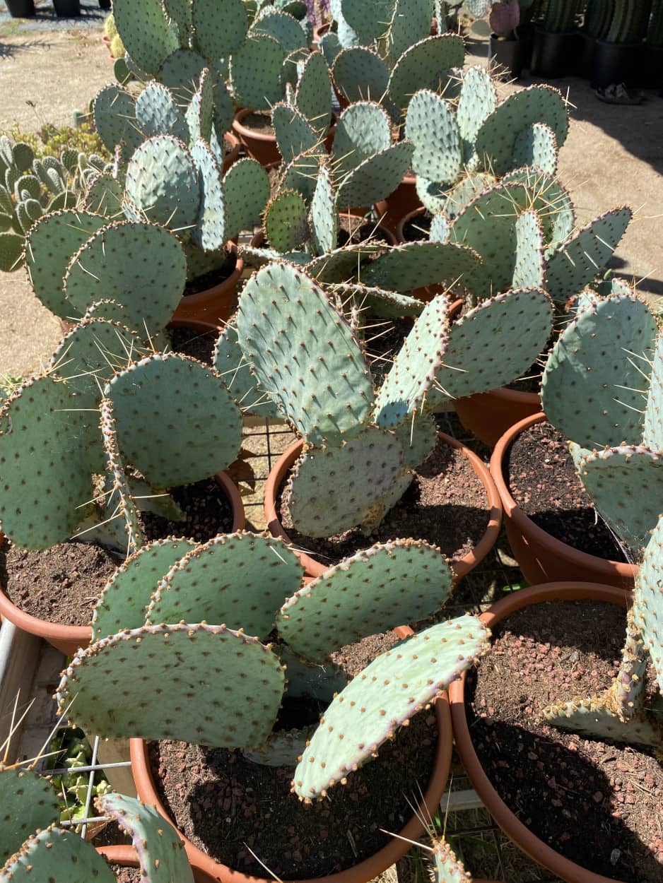 Lot de 2 Opuntia Violacea Santa Rita