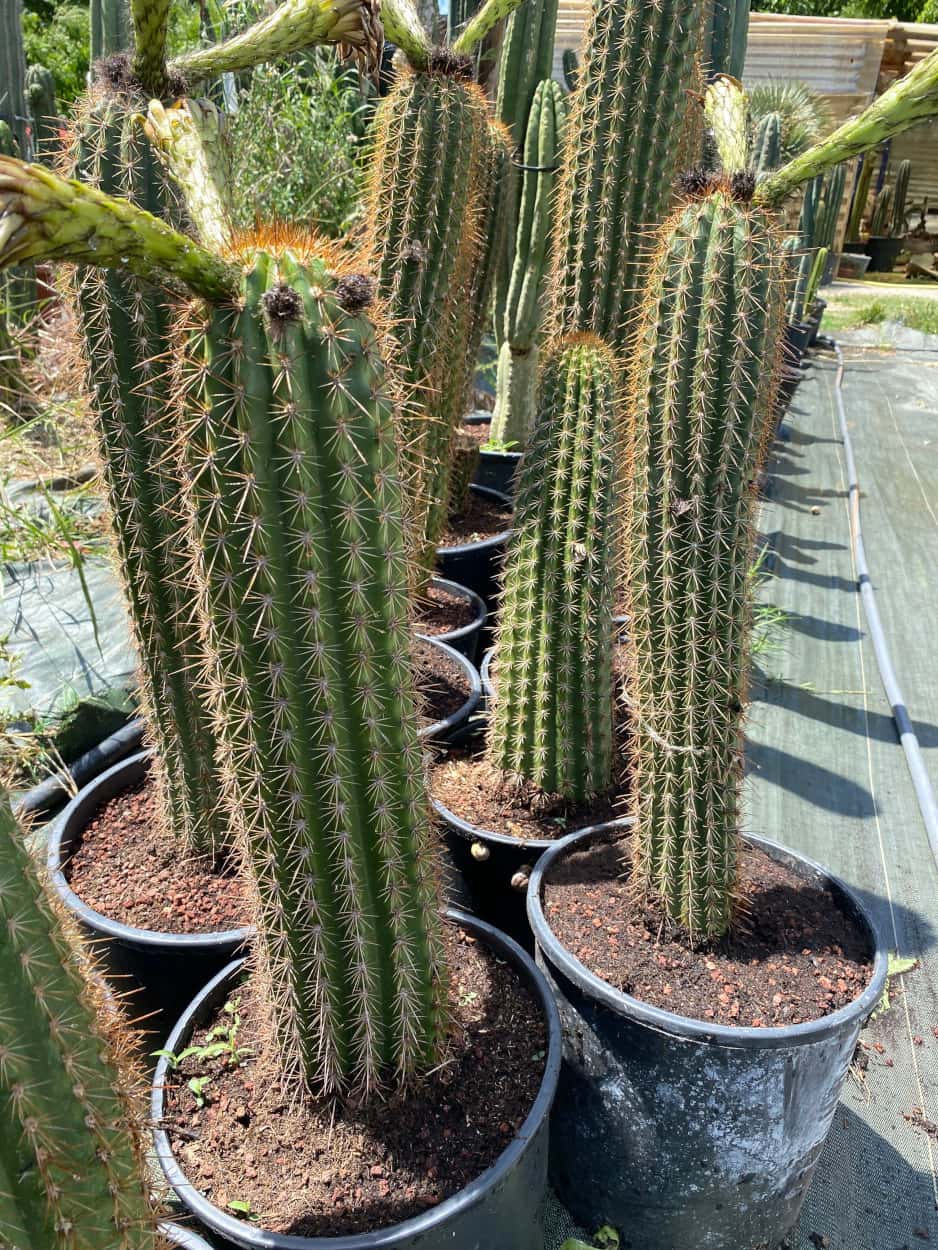 Trichocereus Spachianus - Trichocereus