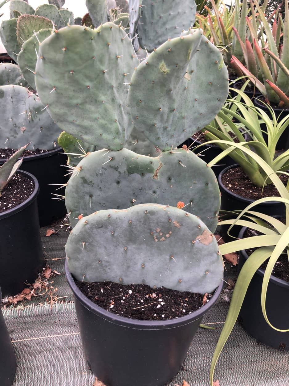 Opuntia Robusta