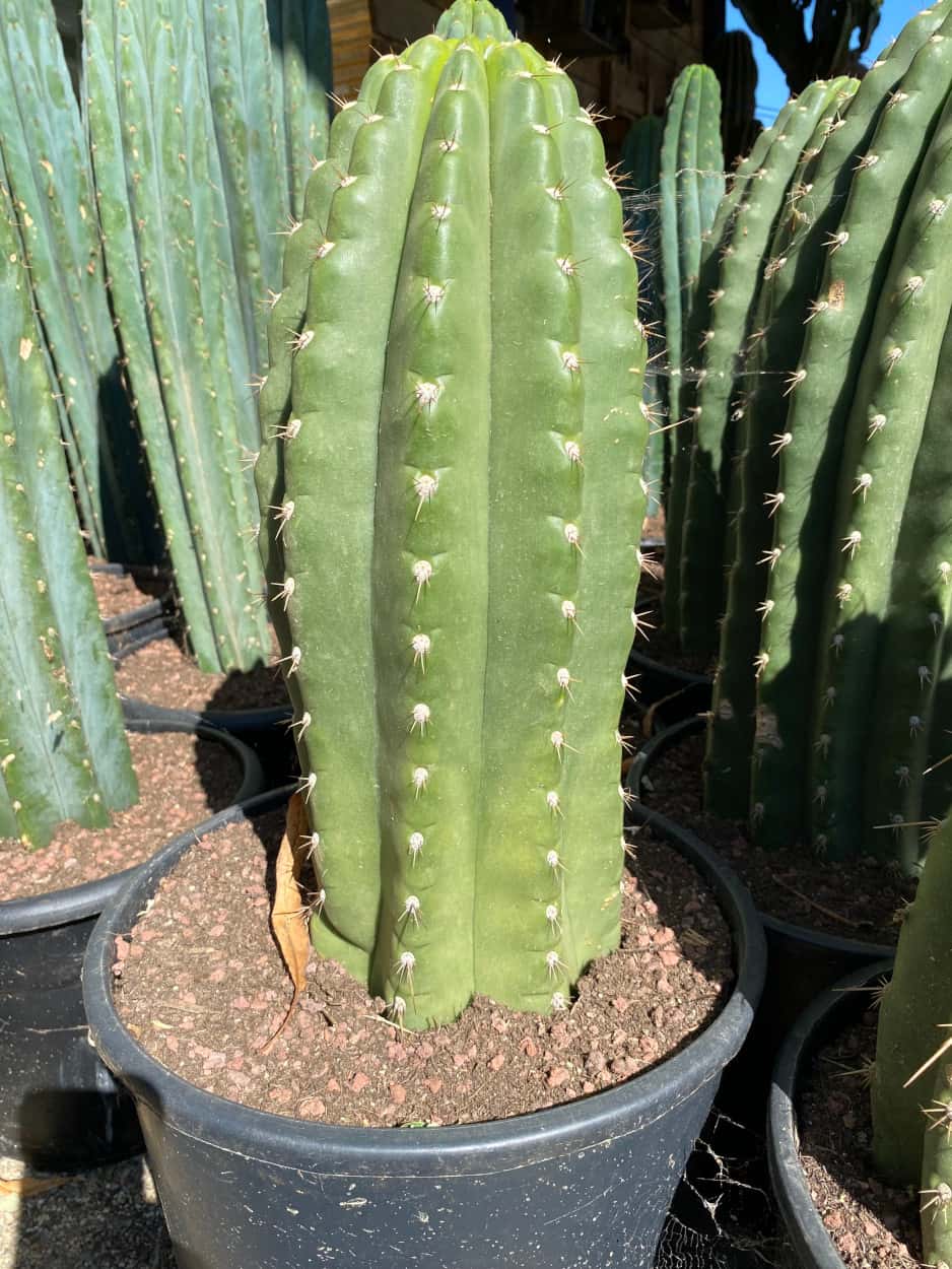 Trichocereus Pasacana Costena Hybride