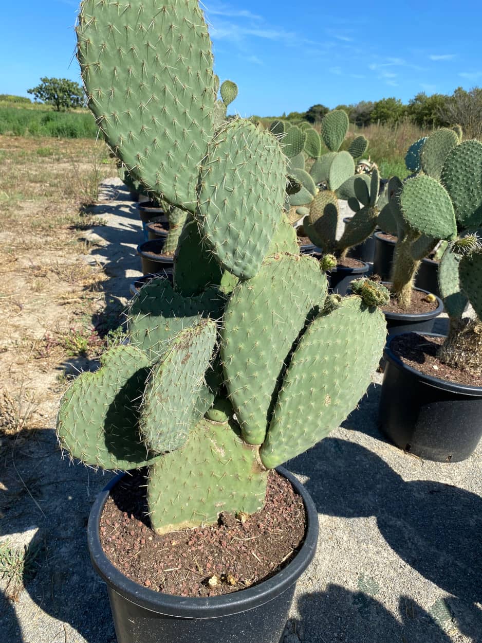 Opuntia Leucotricha