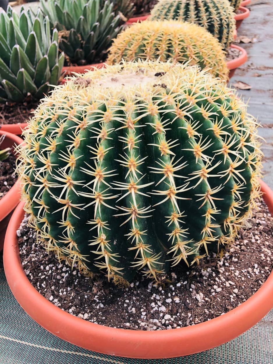 Echinocactus grusonii intermedius