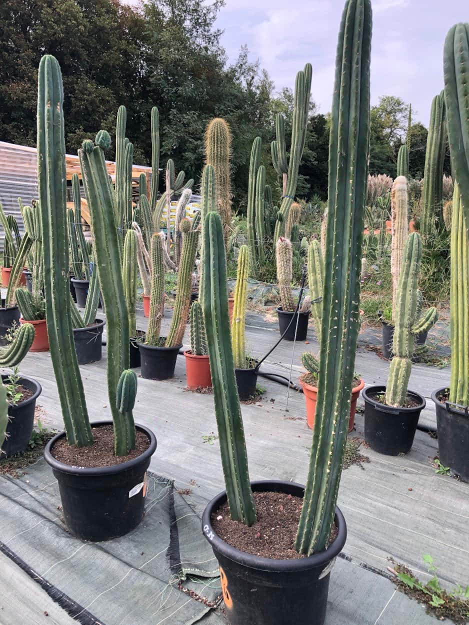 Grand trichocereus pachanoi en groupe - Cactus