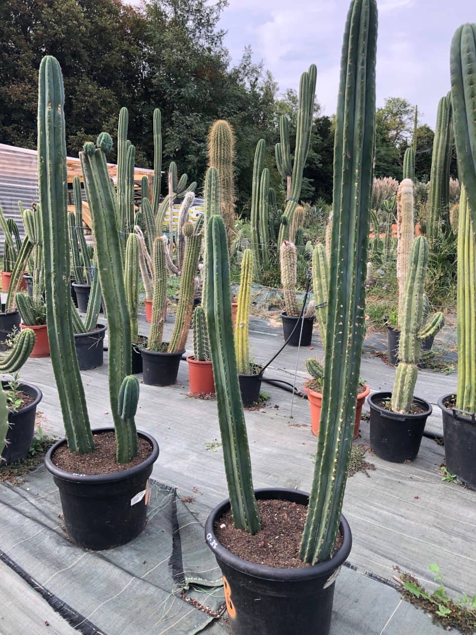 Grand trichocereus pachanoi en groupe