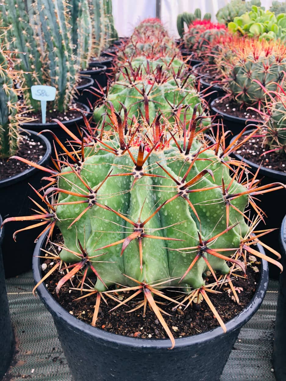 Ferocactus Horridus