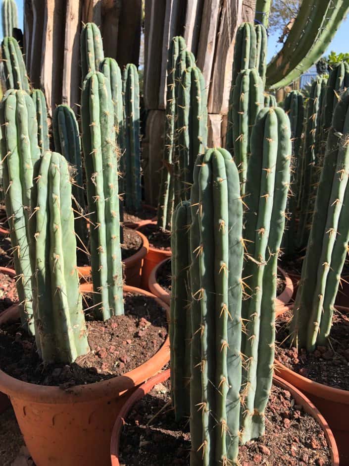 Trichocereus Bridgesii - Trichocereus