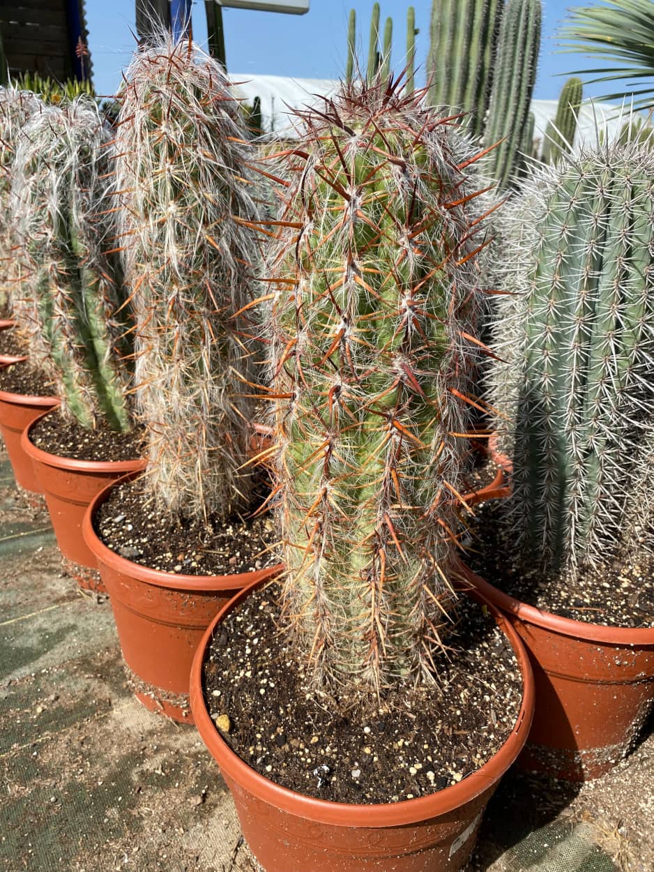 Oreocereus Celsianus