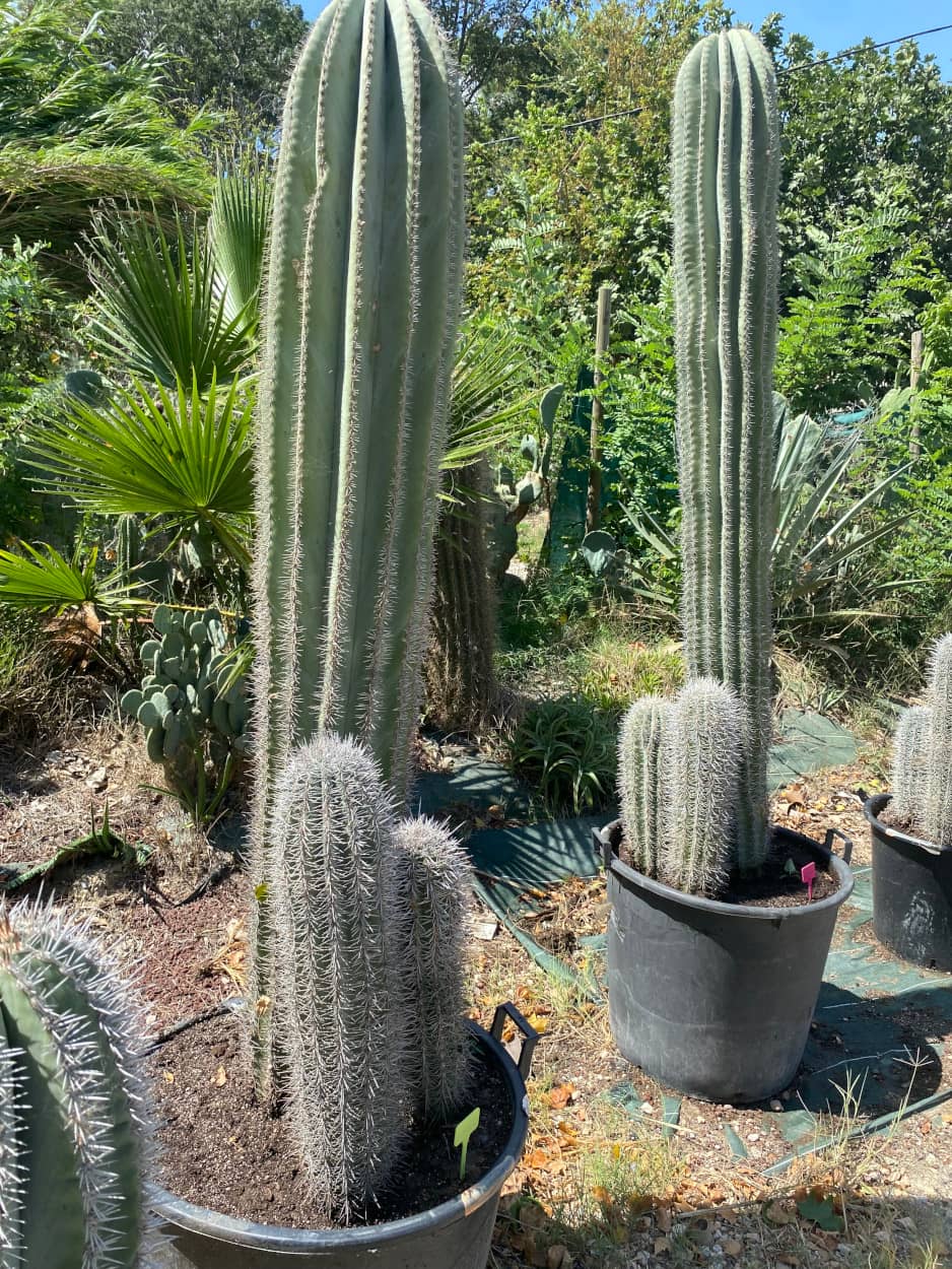 Pachycereus Pringlei Groupe
