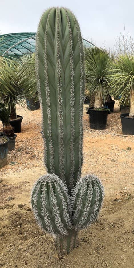 Pachycereus Pringlei ramifié