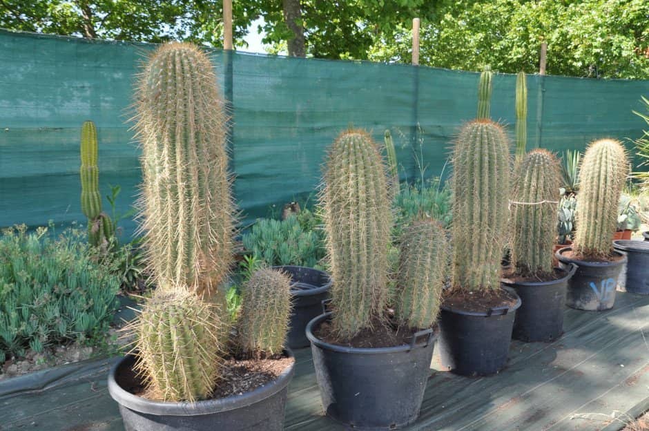 Trichocereus pasacana- terschekii en groupe