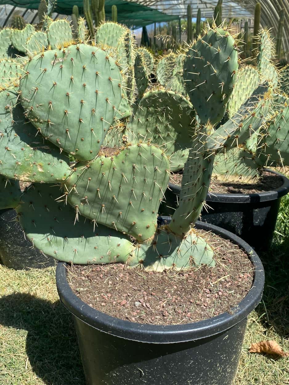 Opuntia Engelmanni Rastrera - Cactus