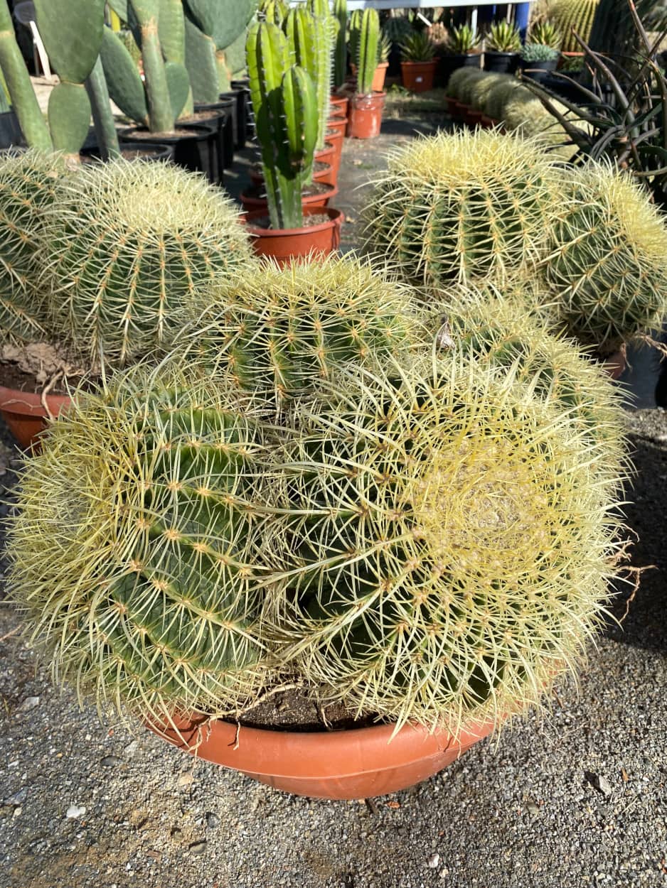 Echinocactus Grusonii multi-têtes