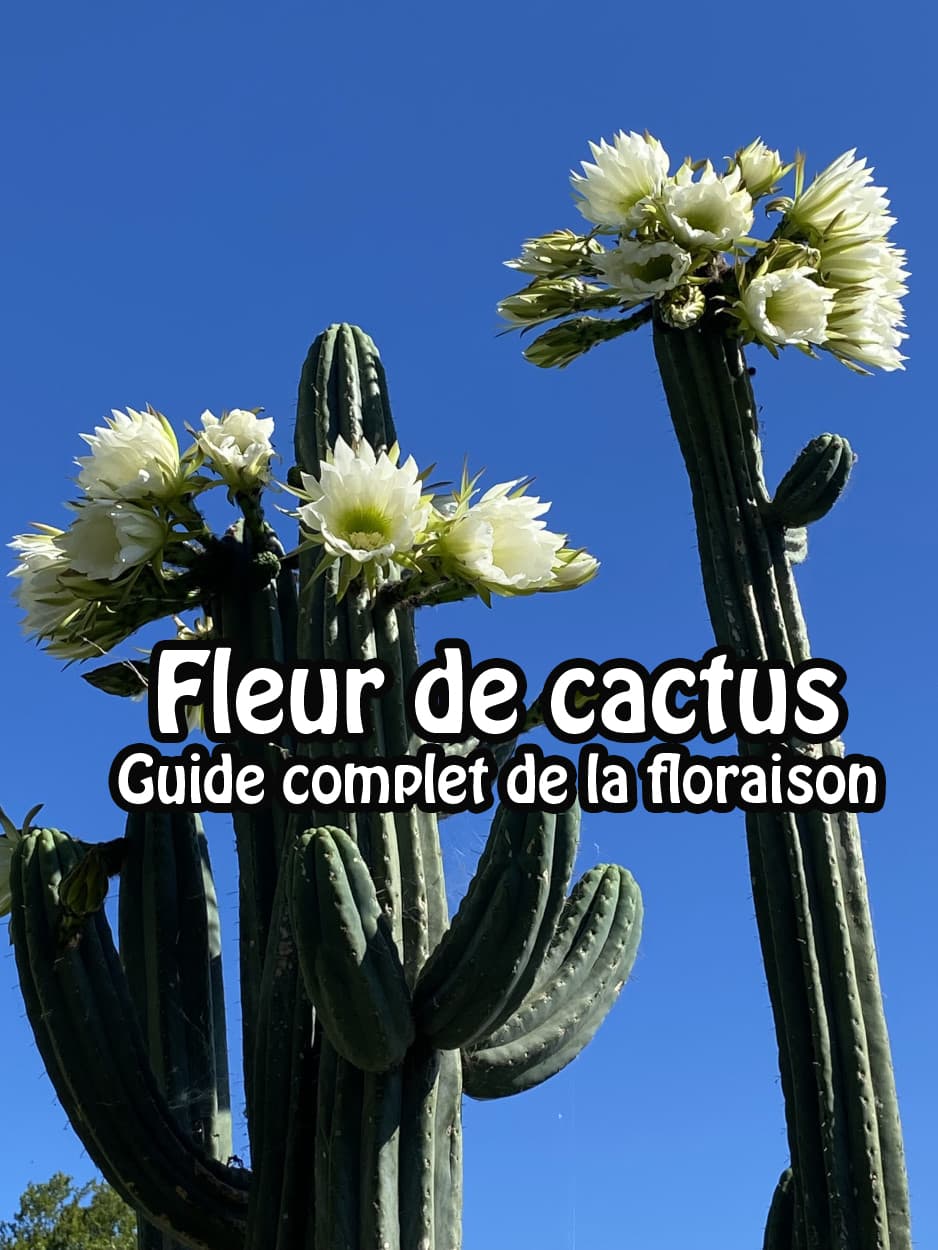 Fleur de cactus : Guide complet de la floraison