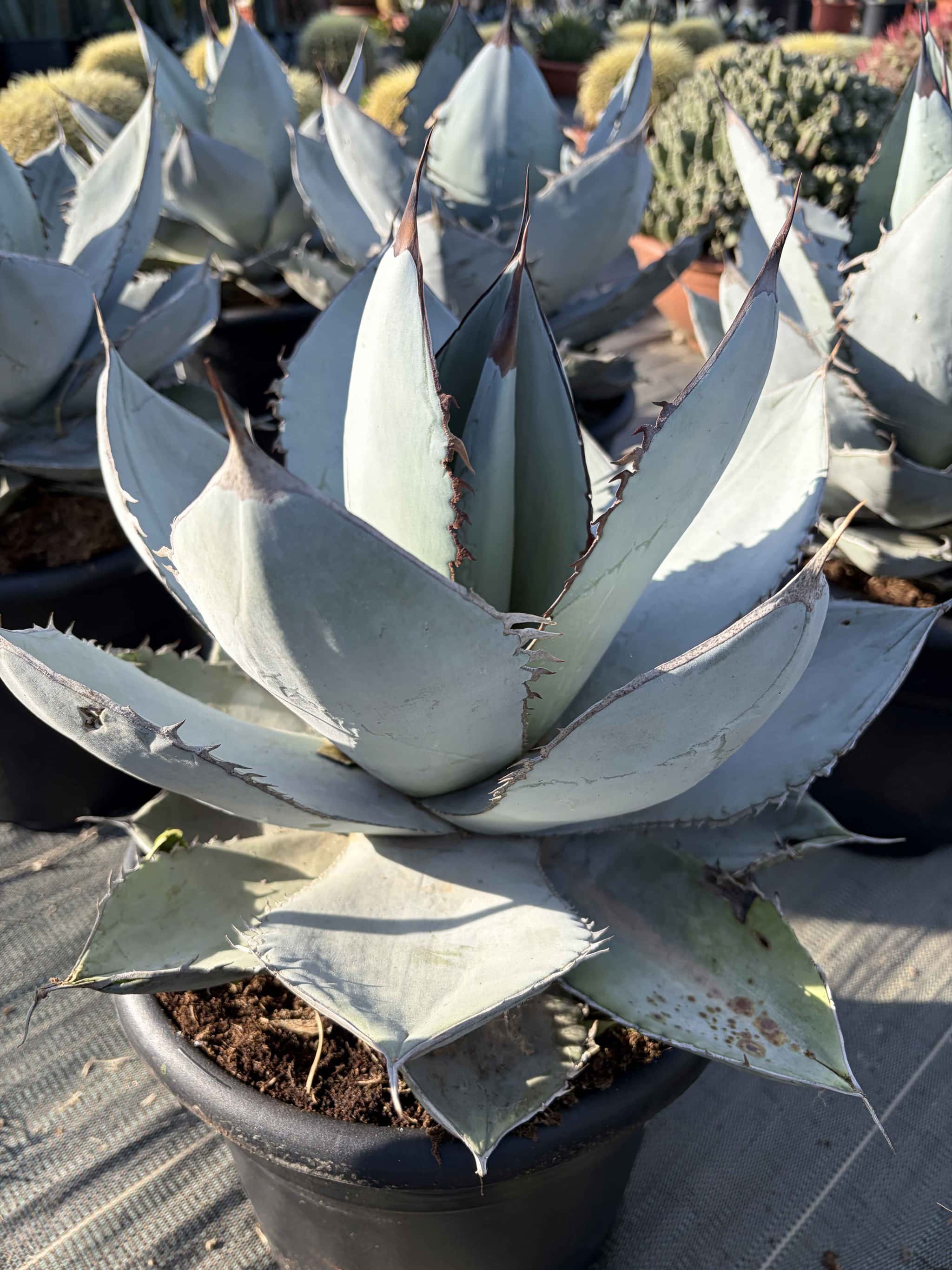 Agave Titanota Blue Ice